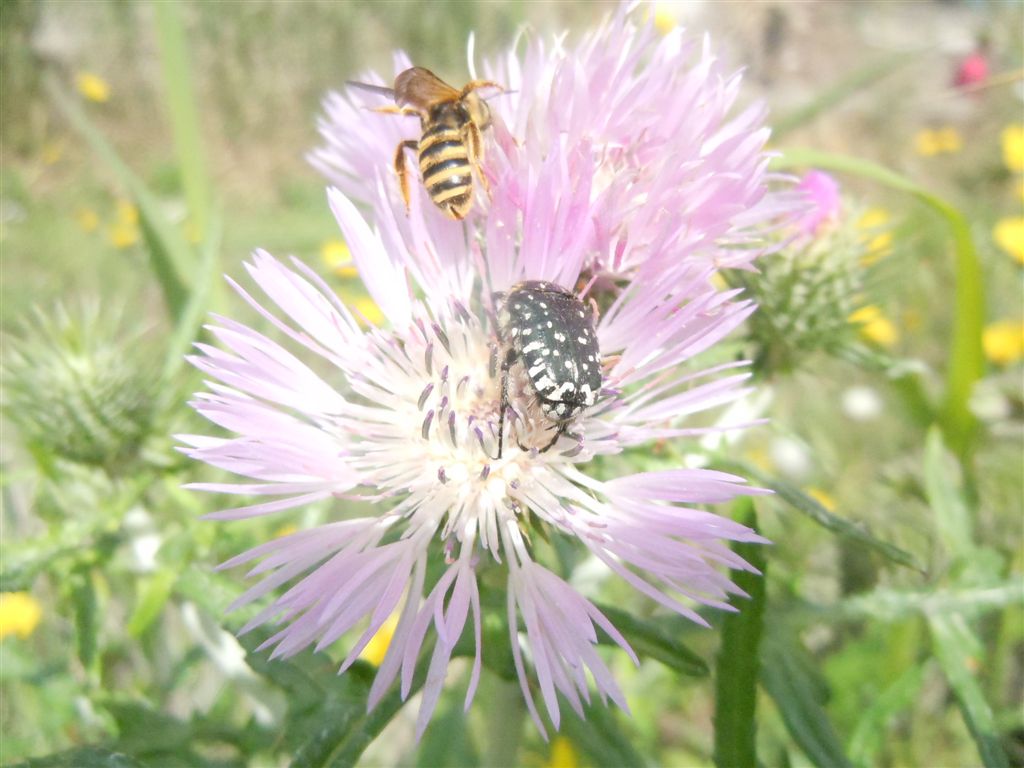 Folla al mercato dei fiori (Oxythirea e Halictidae)